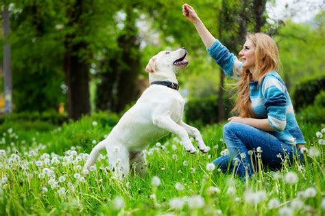 videos de perros con mujeres|Joven Mujer Jugando Con Perros Vídeos libres de derechos